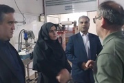 تحول در زنجیره تولید و صادرات طارم؛ از سیاست‌گذاری کلان زیتون تا...