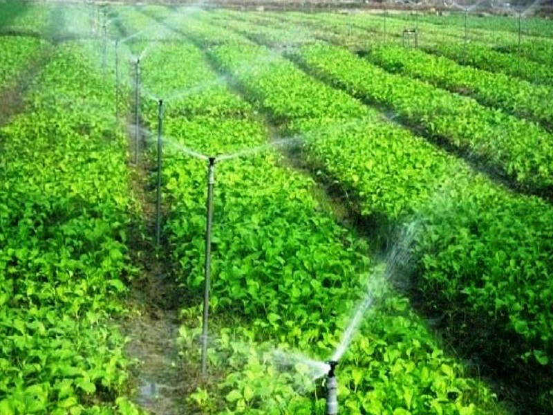 اصلاح الگوی کشت، راهکاری برای حفاظت از آب