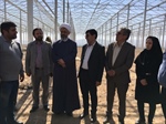 بازدید ذوالقدر فرماندار ابهر به همراه حجت الاسلام شجاعی نماینده مردم منطقه در مجلس شورای اسلامی و عباسی معاون آب و خاک وزیر جهاد و کشاورزی از گلخانه ۶۰ هکتاری وحدت هیدج