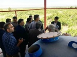 آیین بهره برداری از پروژه تکمیل شبکه آبیاری تحت فشار اراضی پایاب سد کینه ورس ابهر