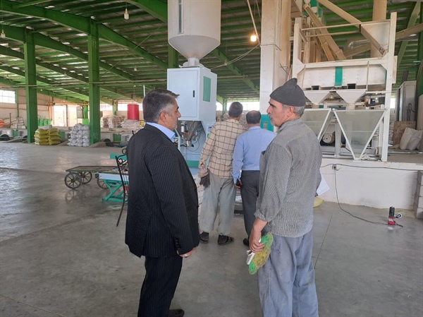 بازدید میدانی بیات بخشدار زنجانرود از برنج کوبی روستای قره بوطه
