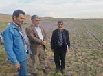 بازدید بیات بخشدار زنجانرود از پروژه کاشت زعفران روستای سلطان آباد