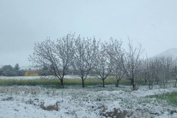 رئیس سازمان جهاد کشاورزی استان زنجان خبر داد: احتمال سرمازدگی پاییزه در باغات انگور و گلخانه‌های استان زنجان