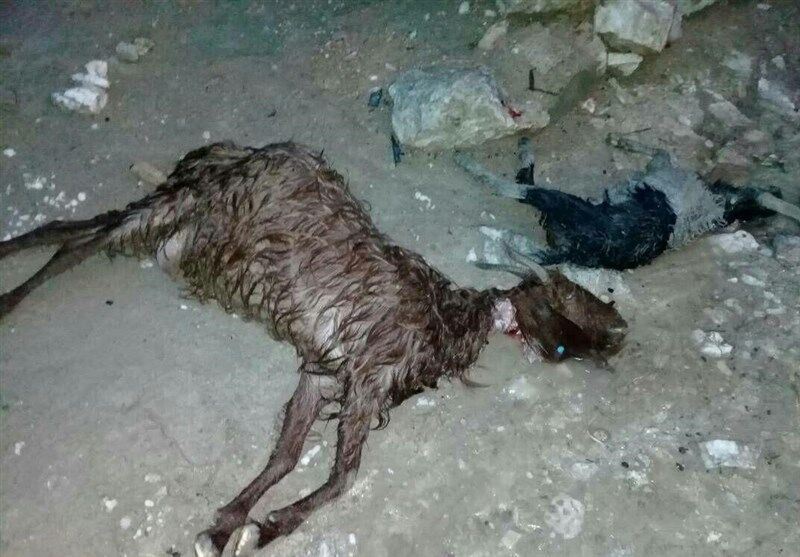 ۱۰۰ راس گوسفند در روستایی وننق زنجان طعمه سیل شد
