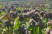 کارشناس هواشناسی زنجان: کشاورزان زنجانی محصولات خود را از سرمازدگی...