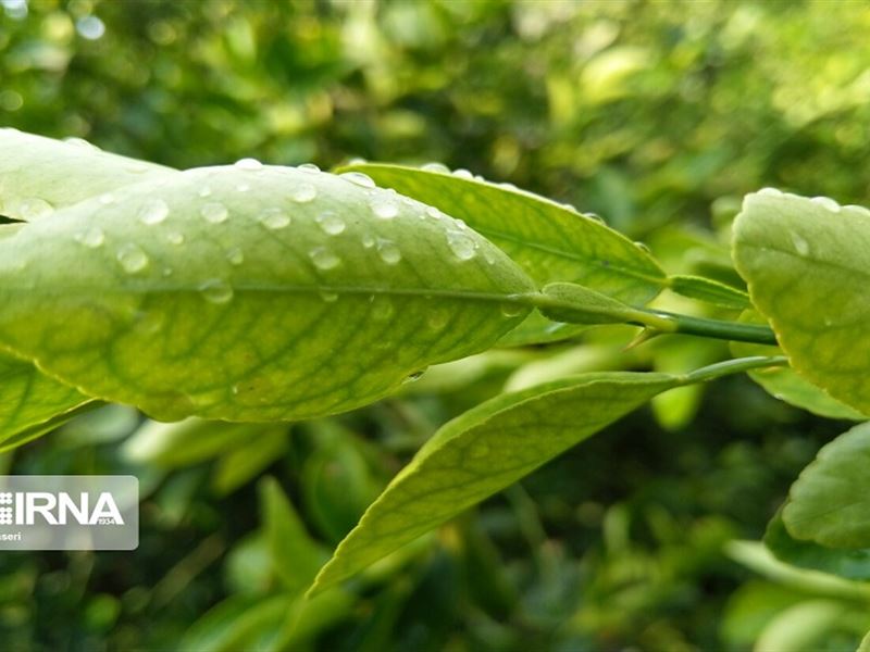 بارش باران در زنجان ادامه خواهد داشت