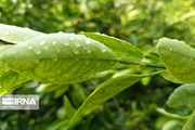 بارش باران در زنجان ادامه خواهد داشت