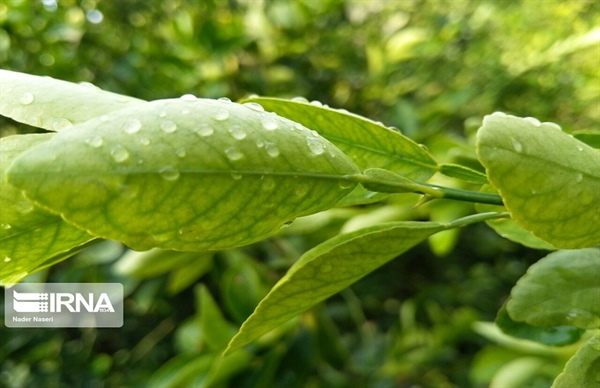 بارش باران در زنجان ادامه خواهد داشت