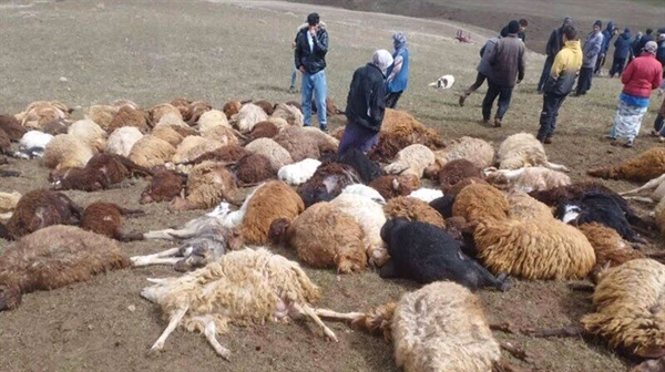 ۲۲۳ راس گوسفند در زنجان بر اثر برخورد صاعقه تلف شدند