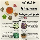 📛۱۰ گیاه که ویروس ها را تار و مار می کند.   👈پیام توسعه آبادی @P_T_Abadi