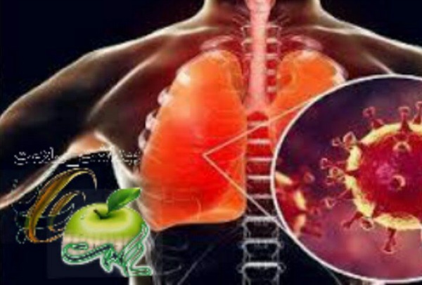 🔰ماده غذایی موثر برای تقویت شش‌ها در دوره کرونا