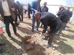 کاشت یک اصله نهال  به یاد شهید حاج قاسم سلیمانی - روستای مجینه بخش مرکزی زنجان