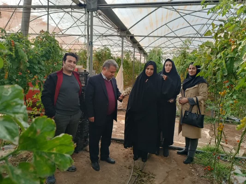 بازدید بخشدار مرکزی زنجان از گلخانه تولید توت‌فرنگی و گوجه‌فرنگی با محوریت توانمندسازی بانوان