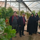بازدید بخشدار مرکزی زنجان از گلخانه تولید توت‌فرنگی و گوجه‌فرنگی با محوریت توانمندسازی بانوان