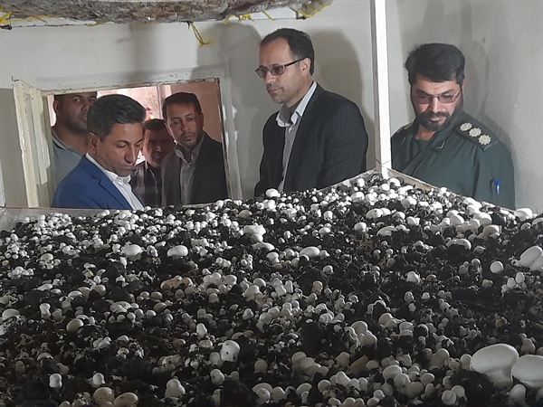 بازدید کارگاه تولید قارچ گوزلدره