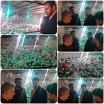 بازدید بخشدار محترم از مجموعه پرورش بوقلمون در روستای خنداب