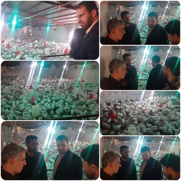 بازدید بخشدار محترم از مجموعه پرورش بوقلمون در روستای خنداب